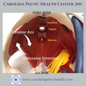 Hip pain the pelvic floor Carolina Pelvic Health