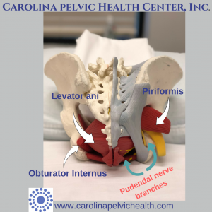 pelvic floor muscle and nerve damage females left side bending hip