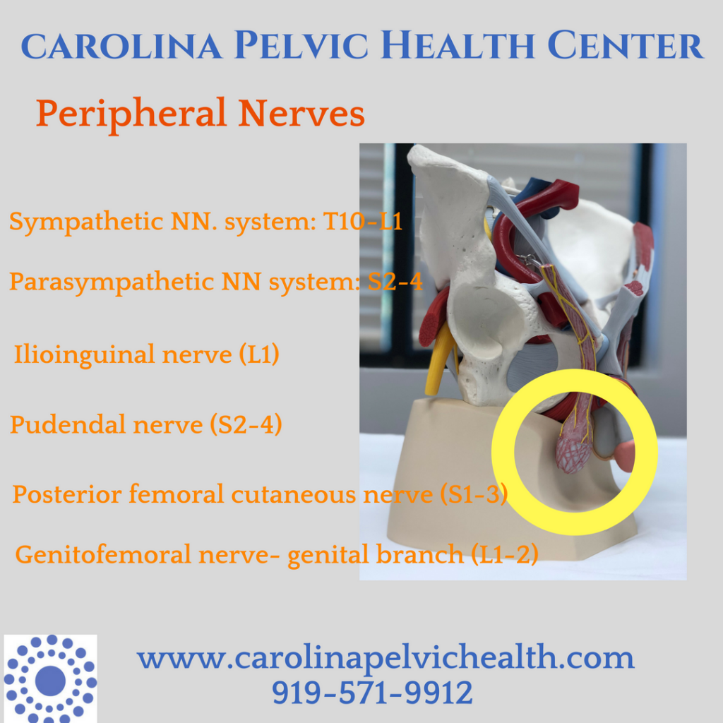 testicular-pain-and-pt-great-balls-of-fire-carolina-pelvic-health