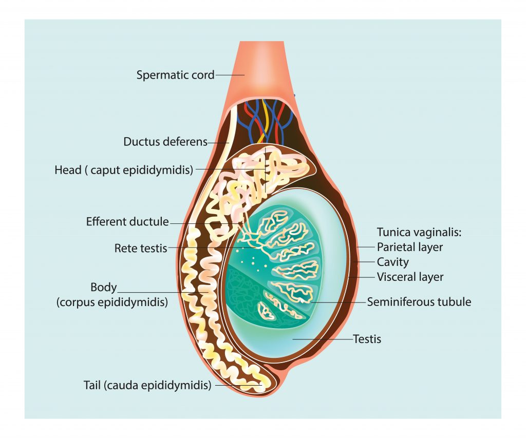 Anatomia Del Testiculo