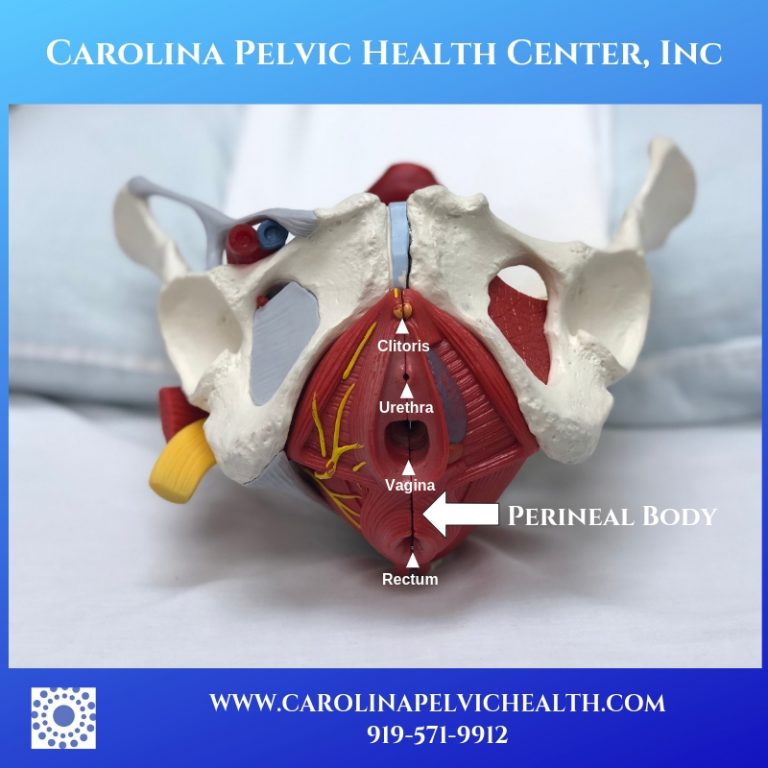 Perineal Tear Episiotomy And Scar Recovery PT Can Help Carolina 