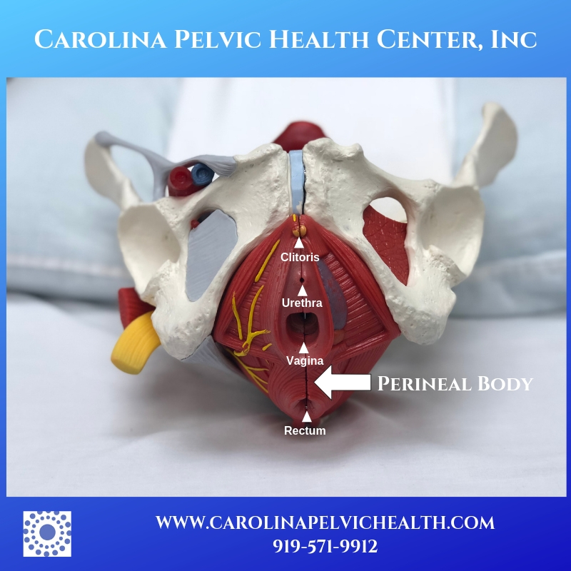 The Amazing Female Pelvis, Designed for Giving Birth, Vaginal Birth