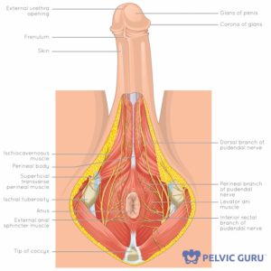 penis levator muscular